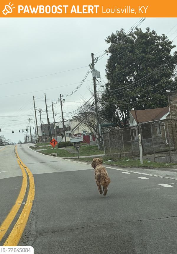 Found/Stray Unknown Dog last seen Third Street Rd and Outer loop intersection , Louisville, KY 40214