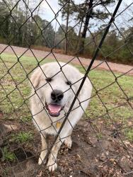 Found/Stray Male Dog last seen My hse, Kilgore, TX 75662