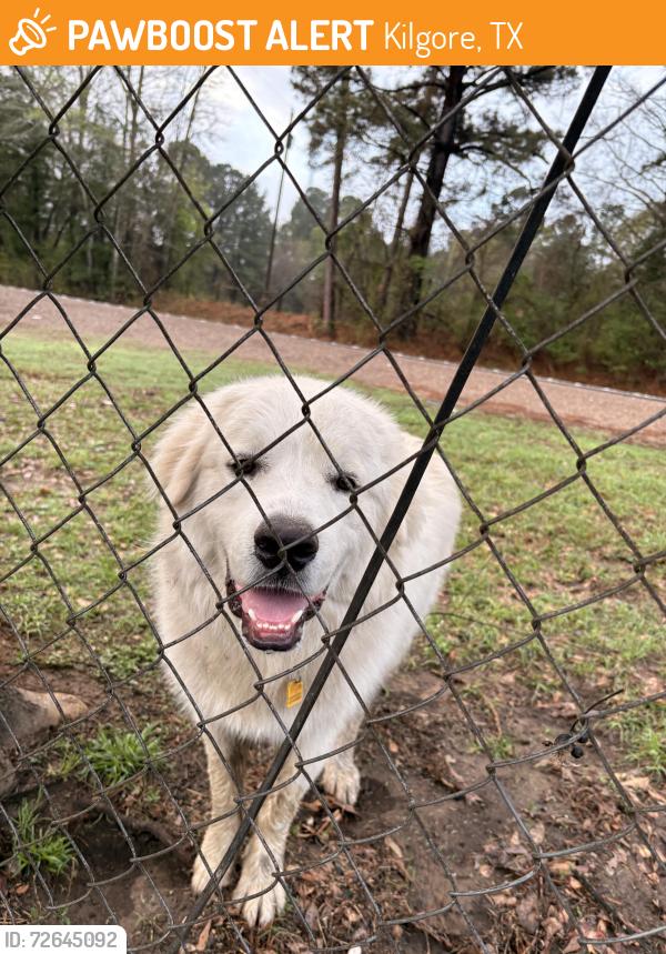 Found/Stray Male Dog last seen My hse, Kilgore, TX 75662
