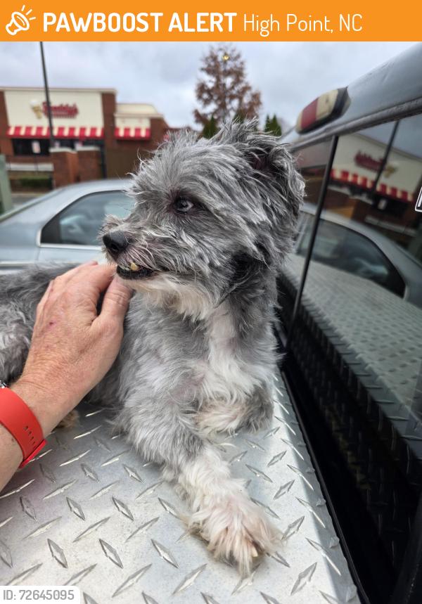 Found/Stray Male Dog last seen Palladium , High Point, NC 27265