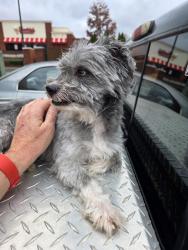 Found/Stray Male Dog last seen Palladium , High Point, NC 27265