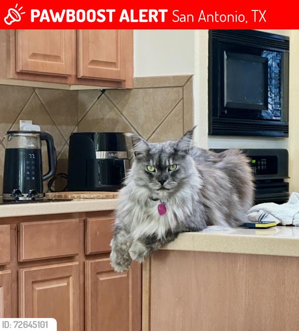 Lost Female Cat last seen Near windy creek San Antonio , San Antonio, TX 78023