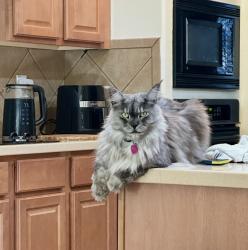 Lost Female Cat last seen Near windy creek San Antonio , San Antonio, TX 78023