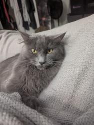 Lost Female Cat last seen Jefferson and Denbigh, Newport News, VA 23608