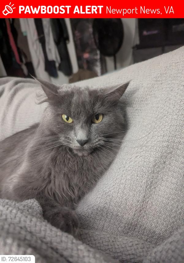 Lost Female Cat last seen Jefferson and Denbigh, Newport News, VA 23608