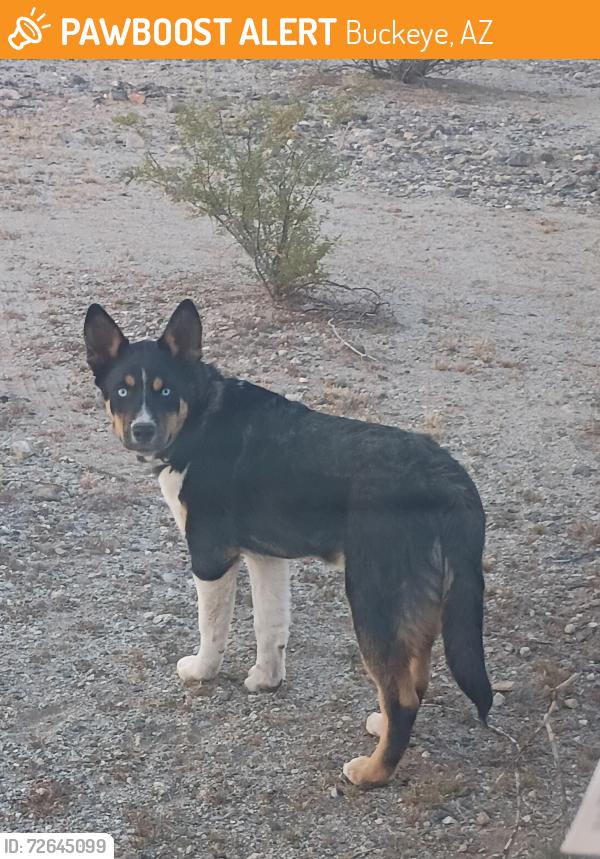 Found/Stray Male Dog last seen Skyline regional park, Buckeye, AZ 85326