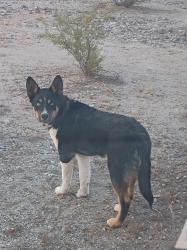 Found/Stray Male Dog last seen Skyline regional park, Buckeye, AZ 85326