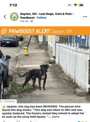 Lost Male Dog last seen Near cross st 45410, Dayton, OH 45410
