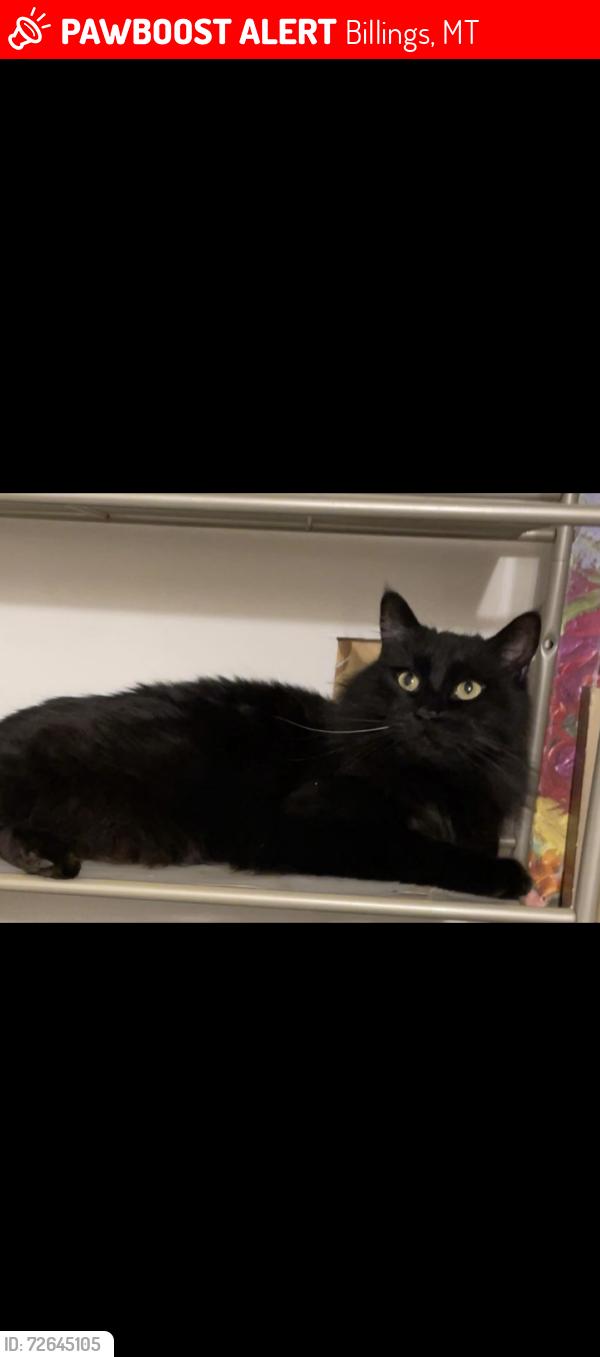Lost Male Cat last seen Sugar ave, kimble drive, sugar factory, Billings, MT 59101