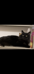 Lost Male Cat last seen Sugar ave, kimble drive, sugar factory, Billings, MT 59101