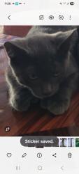 Lost Male Cat last seen Amador and Towne, Claremont, CA 91767