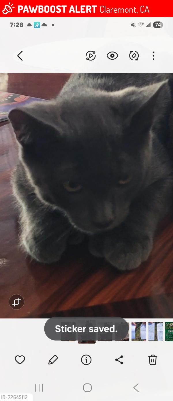 Lost Male Cat last seen Amador and Towne, Claremont, CA 91767