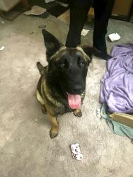 Lost Male Dog last seen Nearby field, Clyde North, VIC 3978