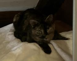 Lost Female Cat last seen Roseland Drive, Fairfax County, VA 22039
