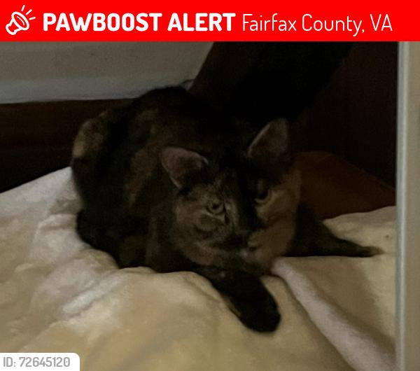 Lost Female Cat last seen Roseland Drive, Fairfax County, VA 22039