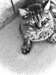 Lost Male Cat last seen Bethune Cookman ball park, Daytona Beach, FL 32114