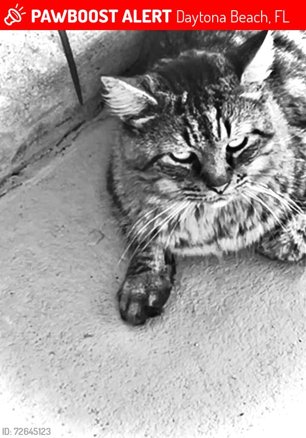 Lost Male Cat last seen Bethune Cookman ball park, Daytona Beach, FL 32114