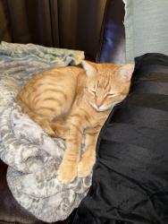 Lost Male Cat last seen Brixton ln., Atlantis dr. , Holiday, FL 34691