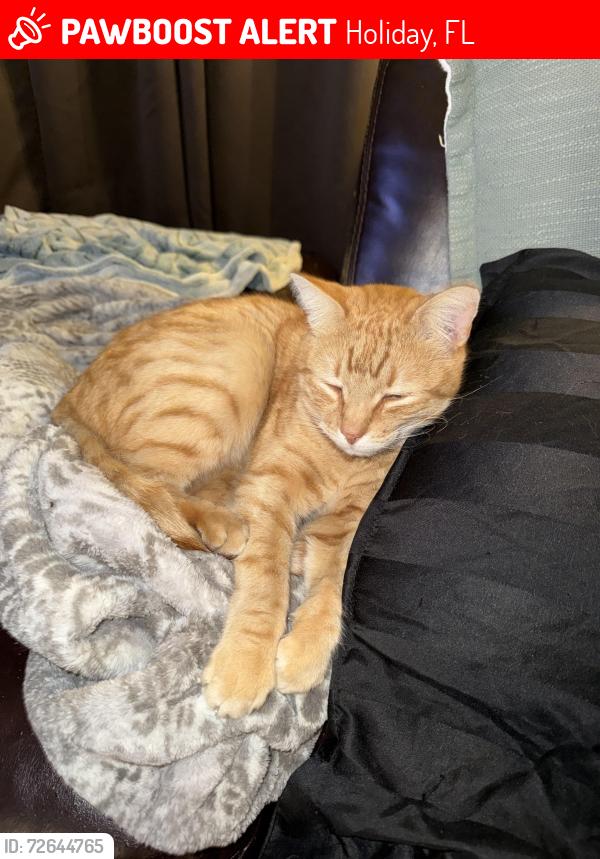 Lost Male Cat last seen Brixton ln., Atlantis dr. , Holiday, FL 34691