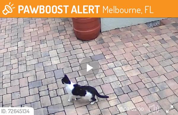 Found/Stray Unknown Cat last seen Devonshire Dr and Bryan St, Melbourne, FL 32901