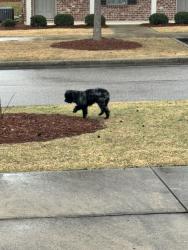 Found/Stray Male Dog last seen off S College near Dunkin and Taco Bell, Auburn, AL 36830