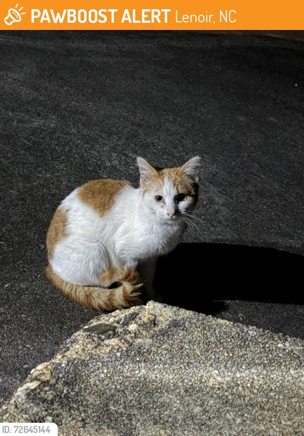 Found/Stray Unknown Cat last seen Deerfield St, Lenoir, NC 28645