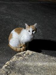Found/Stray Unknown Cat last seen Deerfield St, Lenoir, NC 28645