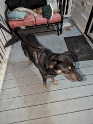 Found/Stray Female Dog last seen Elysian fields freeway off ramp , New Orleans, LA 70122