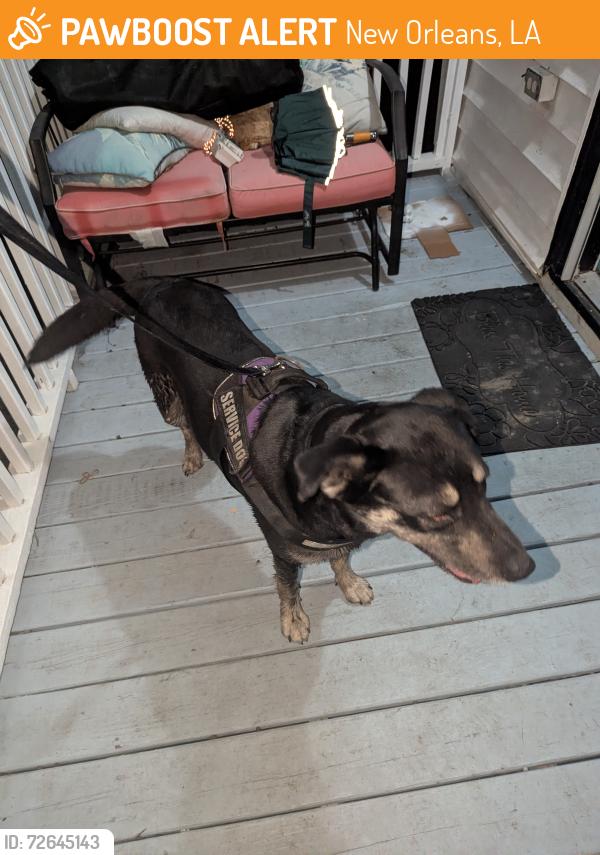 Found/Stray Female Dog last seen Elysian fields freeway off ramp , New Orleans, LA 70122