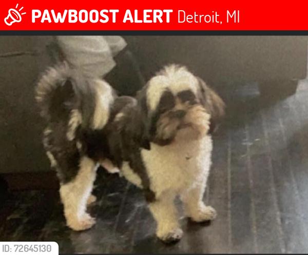 Lost Male Dog last seen Whittier Ave Detroit Morang Beaconsfield area, Detroit, MI 48224
