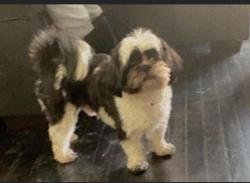 Lost Male Dog last seen Whittier Ave Detroit Morang Beaconsfield area, Detroit, MI 48224