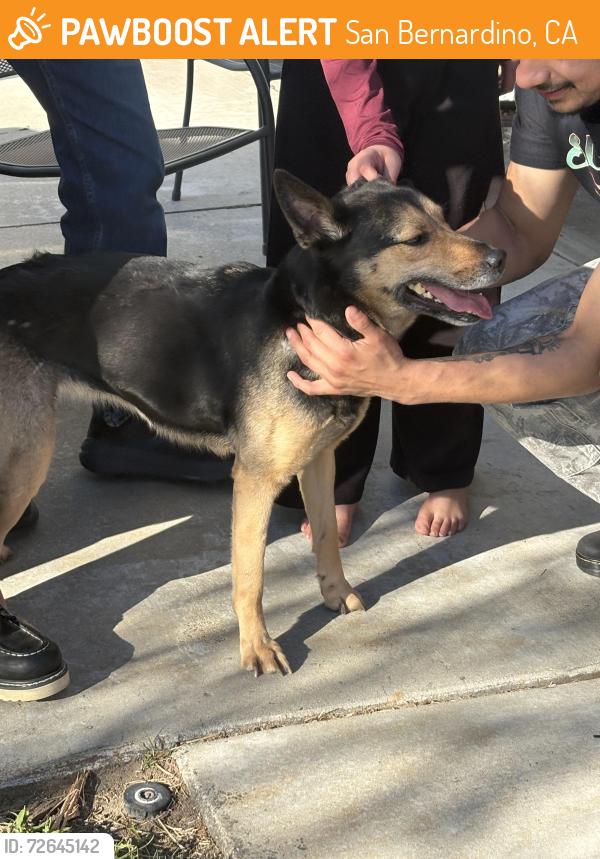 Found/Stray Female Dog last seen H st, San Bernardino, CA 92404