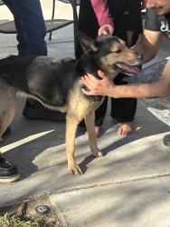 Found/Stray Female Dog last seen H st, San Bernardino, CA 92404