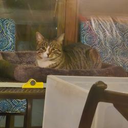 Found/Stray Male Cat last seen chaney thompson hobbs, Huntsville, AL 35803