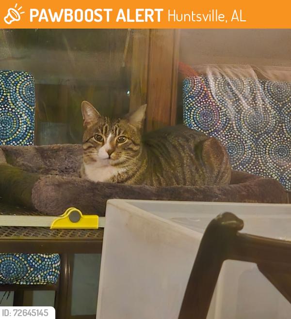 Found/Stray Male Cat last seen chaney thompson hobbs, Huntsville, AL 35803