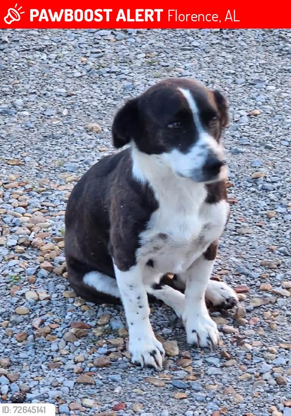 Lost Female Dog last seen County road 315. County road 28 where the 2 hses being built. Shook’s  builders, Florence, AL 35634
