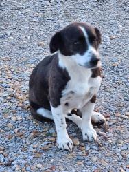 Lost Female Dog last seen County road 315. County road 28 where the 2 hses being built. Shook’s  builders, Florence, AL 35634