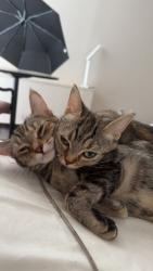 Lost Female Cat last seen Catherine St and Central Jackson, Hamilton, ON L8N 1G5