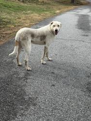 Found/Stray Unknown Dog last seen Terrace field trl flt rock , Henderson County, NC 28731
