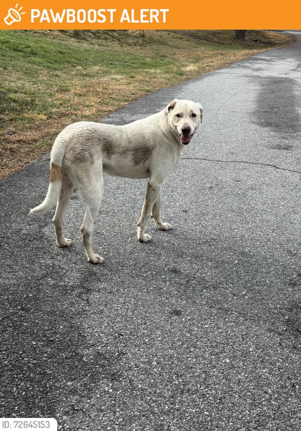 Found/Stray Unknown Dog last seen Terrace field trl flt rock , Henderson County, NC 28731