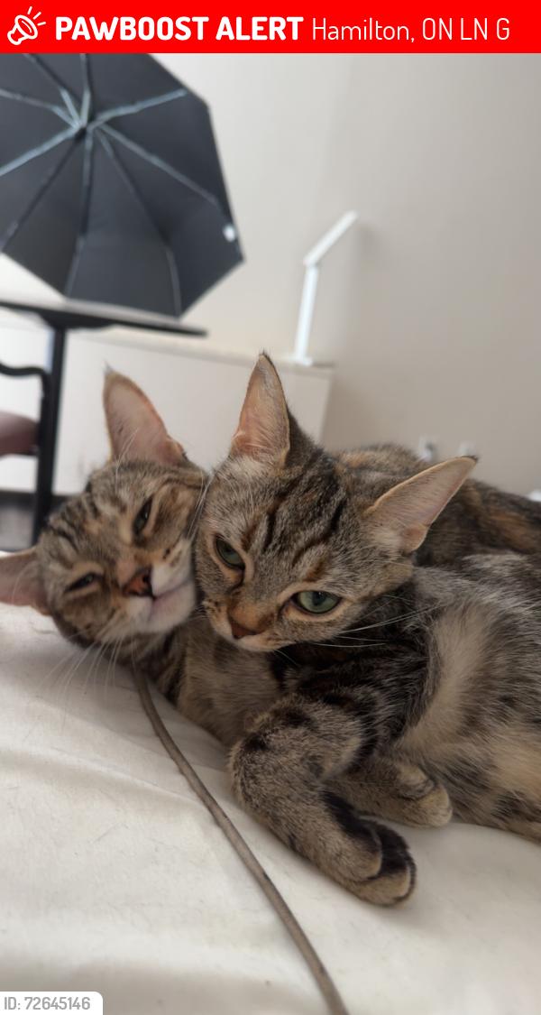 Lost Female Cat last seen Catherine St and Central Jackson, Hamilton, ON L8N 1G5