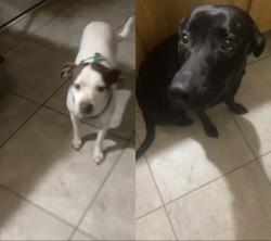 Lost Female Dog last seen Near quill ct, Kannapolis, NC 28083