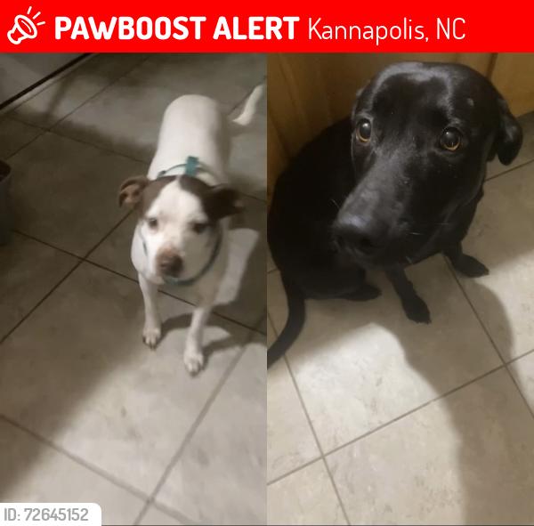Lost Female Dog last seen Near quill ct, Kannapolis, NC 28083