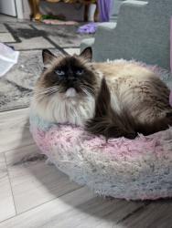 Lost Male Cat last seen Pepperwood and rolling hills , Fullerton, CA 92835