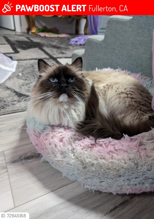 Lost Male Cat last seen Pepperwood and rolling hills , Fullerton, CA 92835