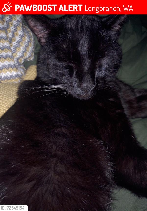 Lost Male Cat last seen Whiteman Rd and key peninsula hwy , Home, WA 98349