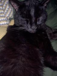 Lost Male Cat last seen Whiteman Rd and key peninsula hwy , Home, WA 98349