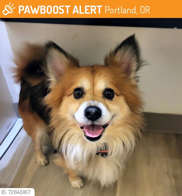 Found/Stray Male Dog last seen Burnside & Ash st., Portland, OR 97233