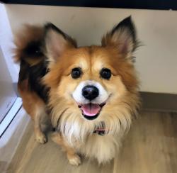 Found/Stray Male Dog last seen Burnside & Ash st., Portland, OR 97233