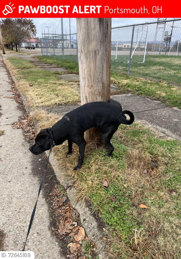 Lost Male Dog last seen Near ninth st Portsmouth Ohio 45662, Portsmouth, OH 45662